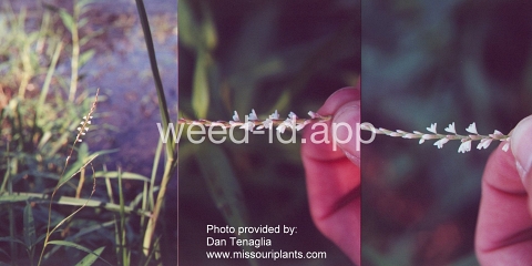 smartweed, marshpepper